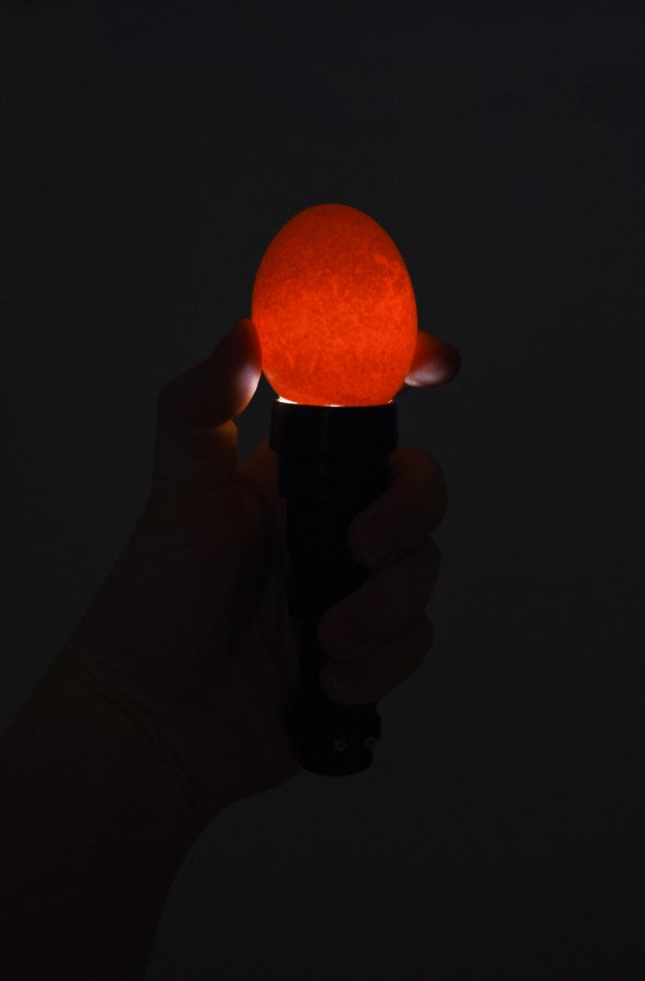Kerbl LED-Schierlampe | inkl. Batterien