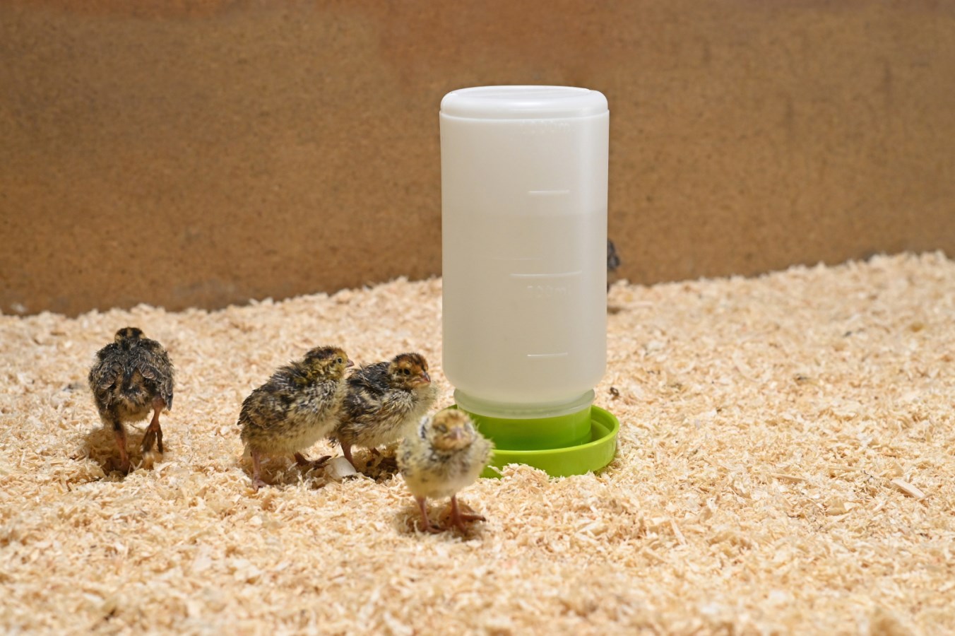 Kerbl Küken-und Wachteltränke | 1000ml