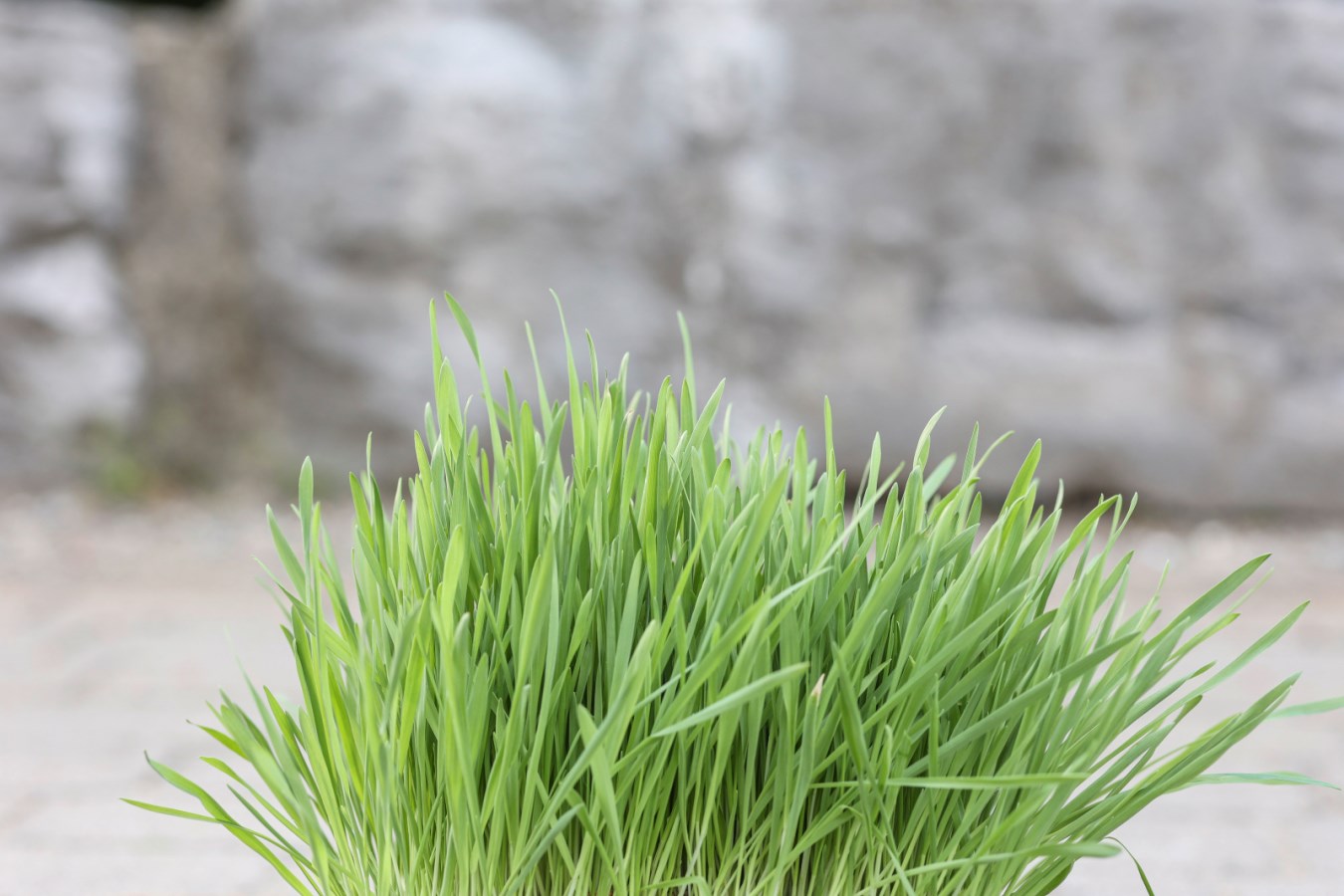 Kerbl Nagergras | 100 g