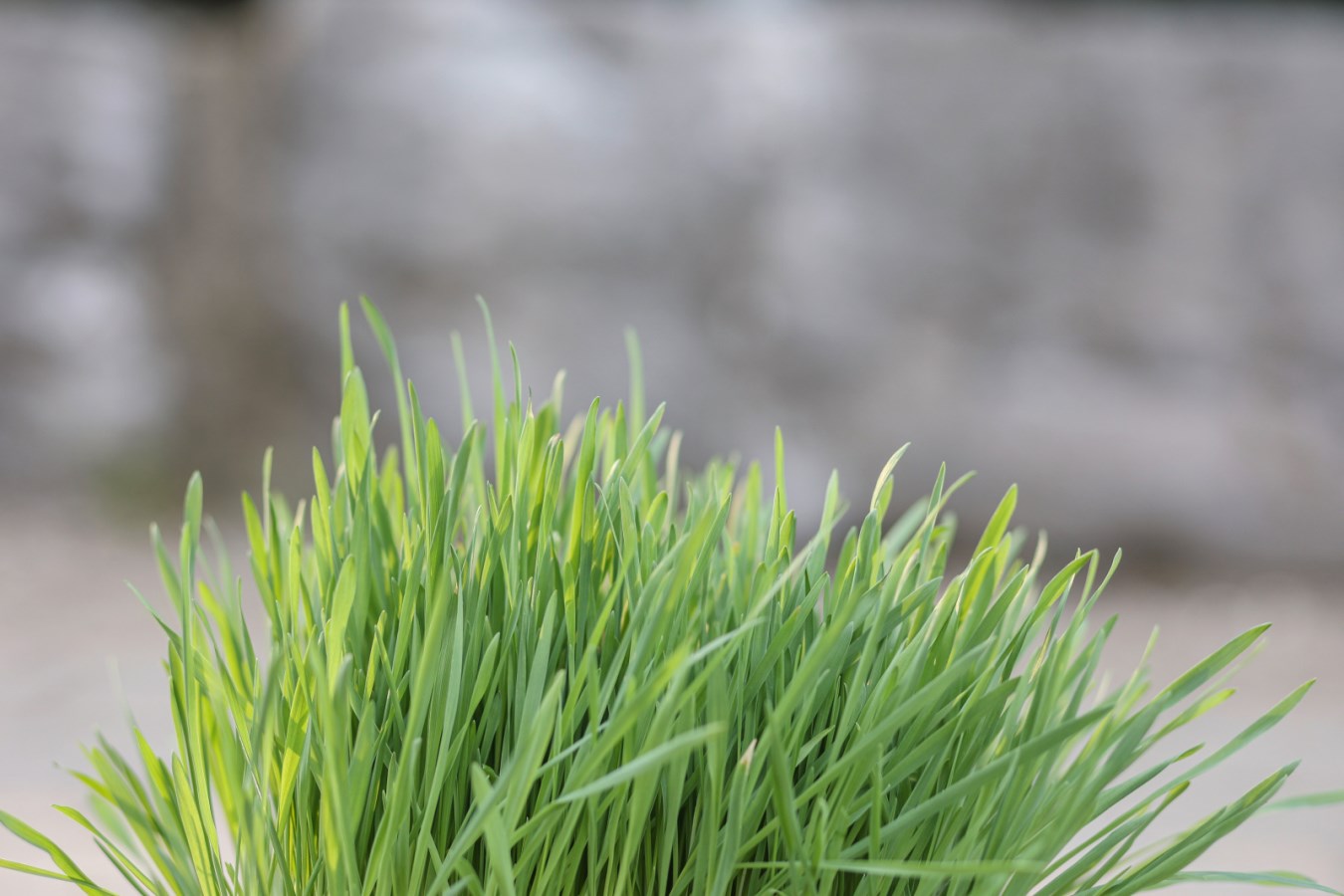 Kerbl Nagergras | 100 g