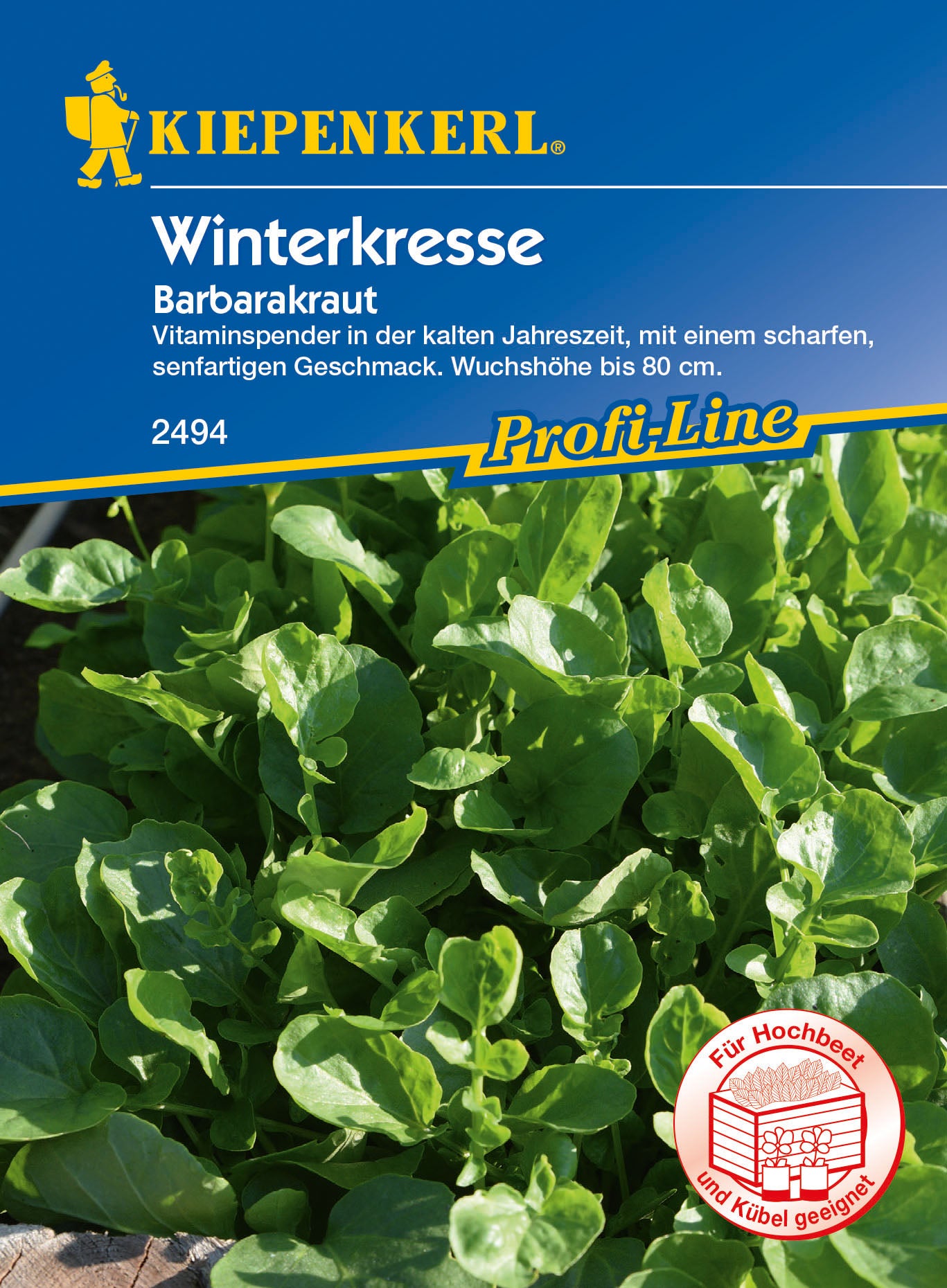 Winterkresse Barbarakraut