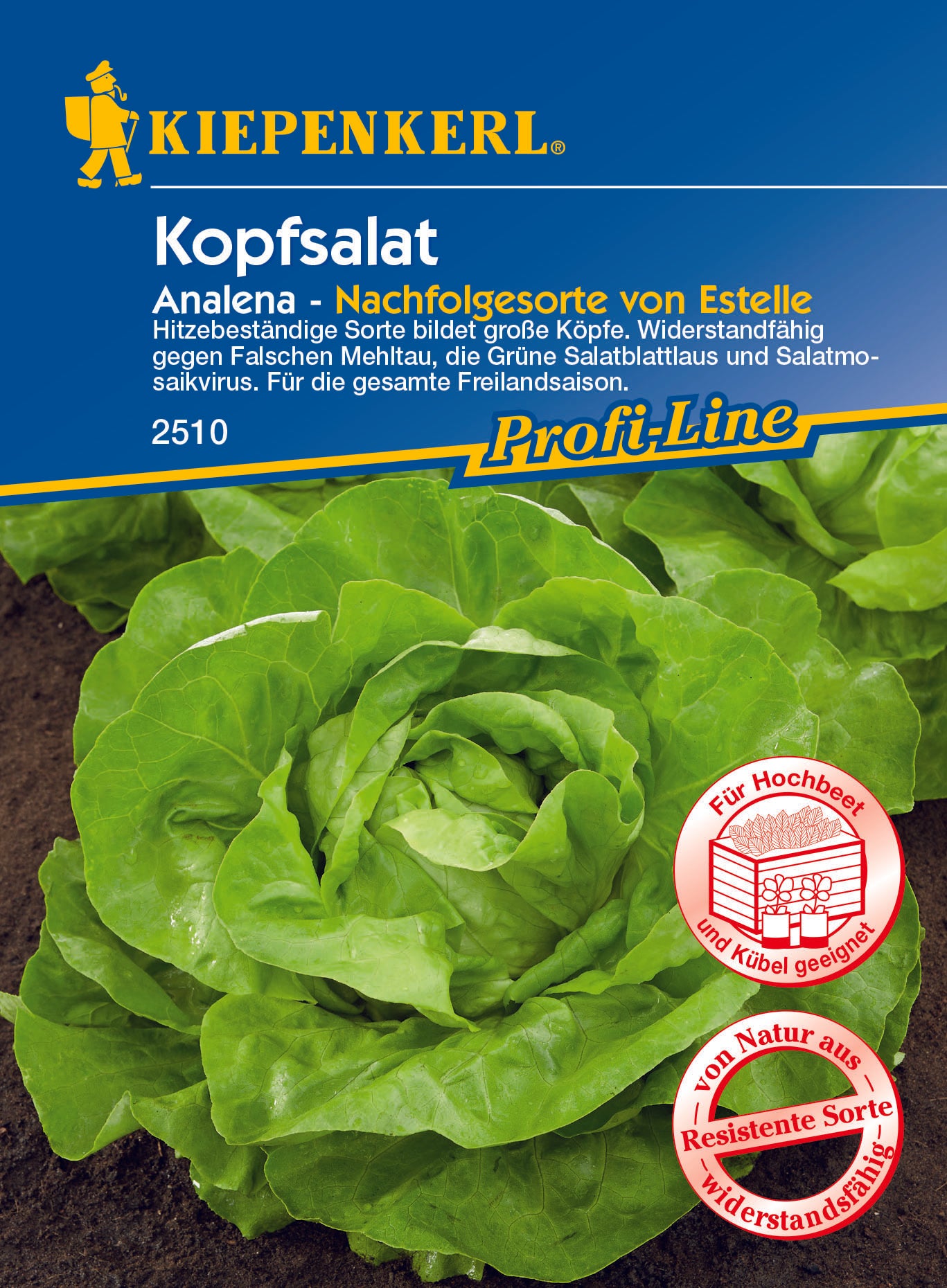 Kopfsalat Anale