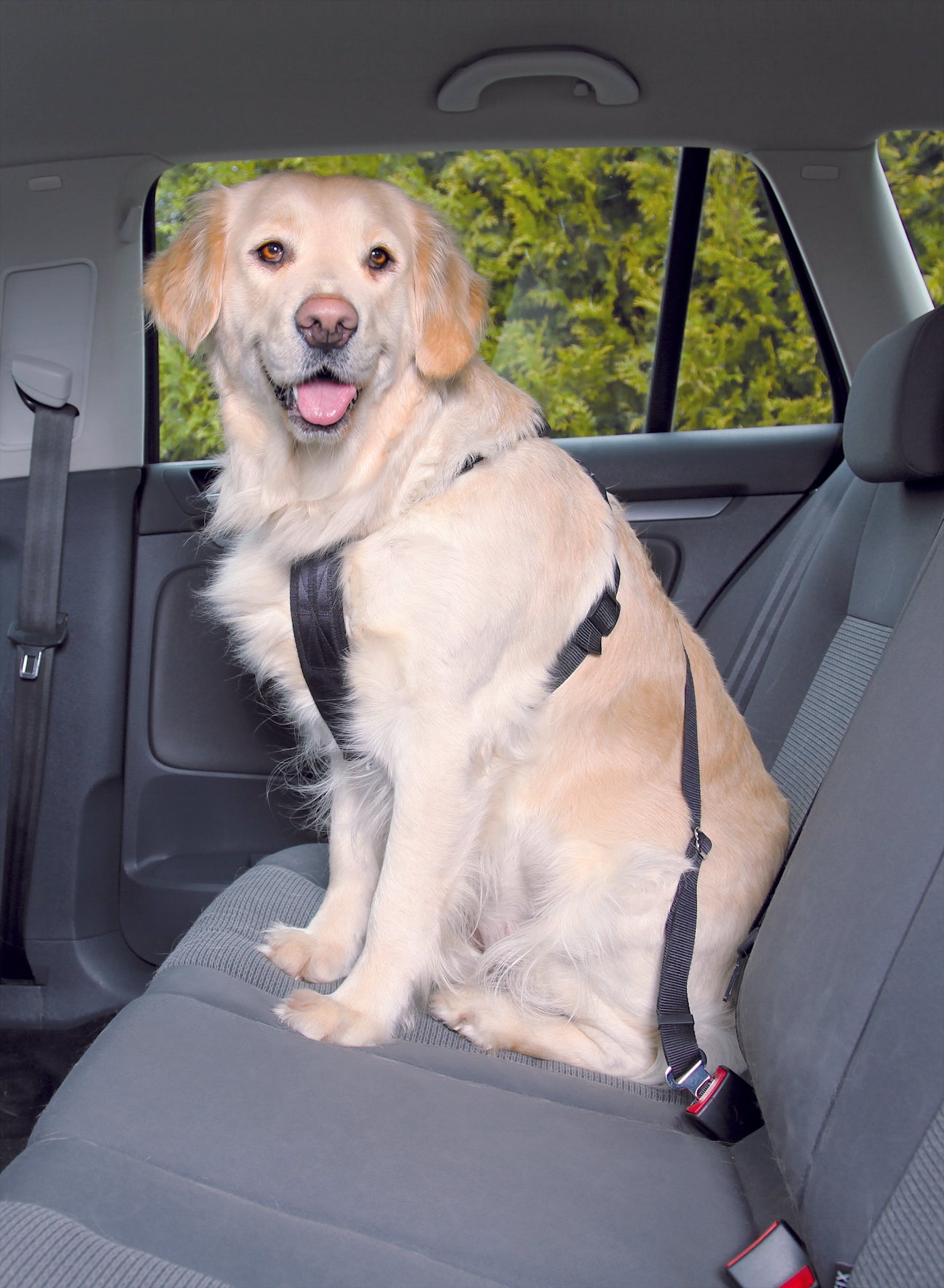 Trixie Auto-Geschirr M (50-70cm) | schwarz