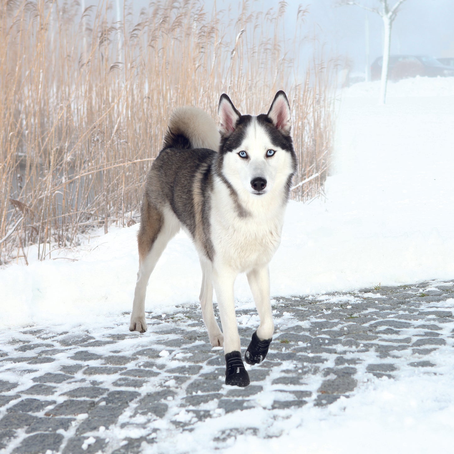 Pfotenschutz Walker Active, L, 2 St., schwarz