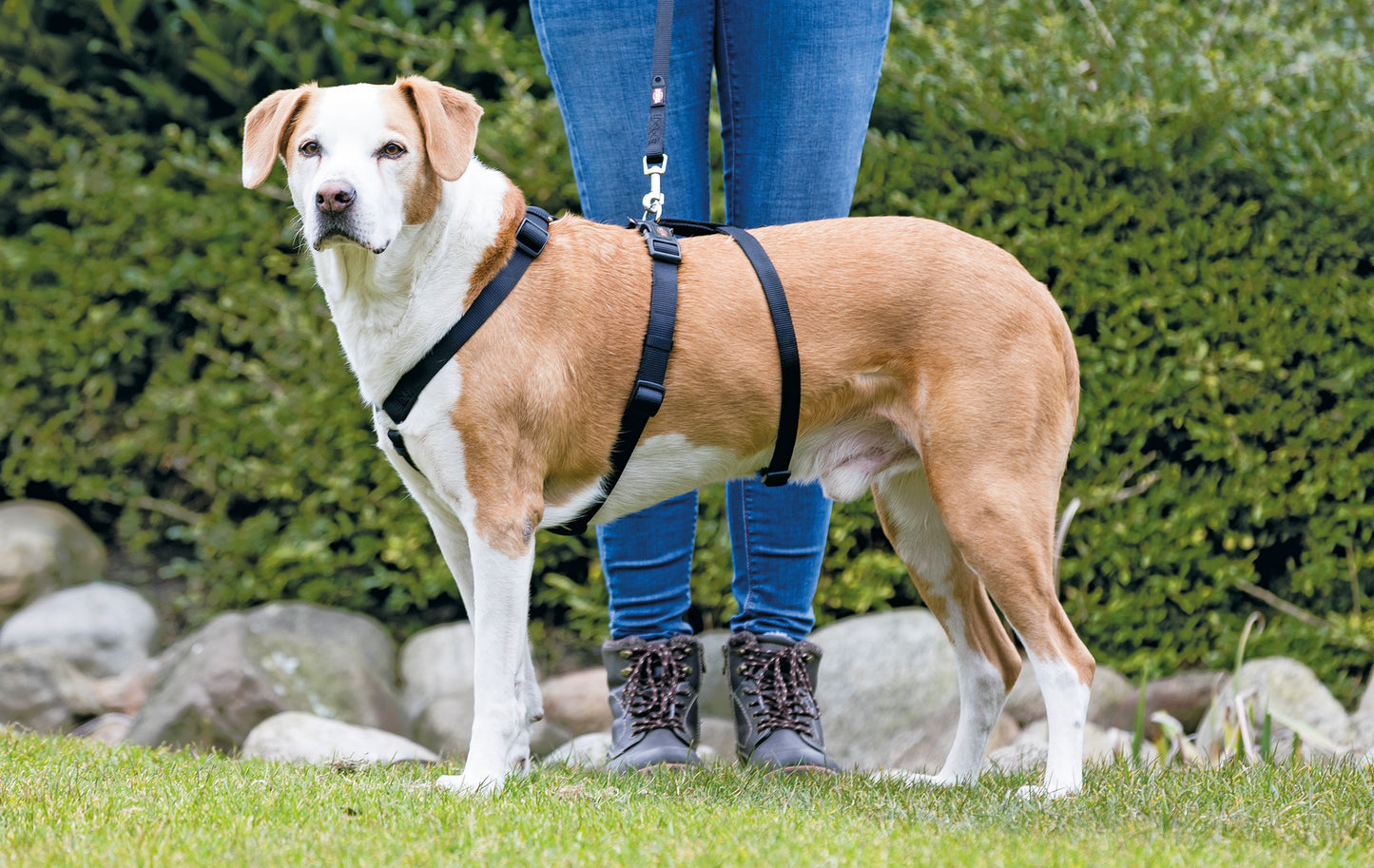 Panikgeschirr Stay, LXL: 75100 cm/25 mm, schwarz