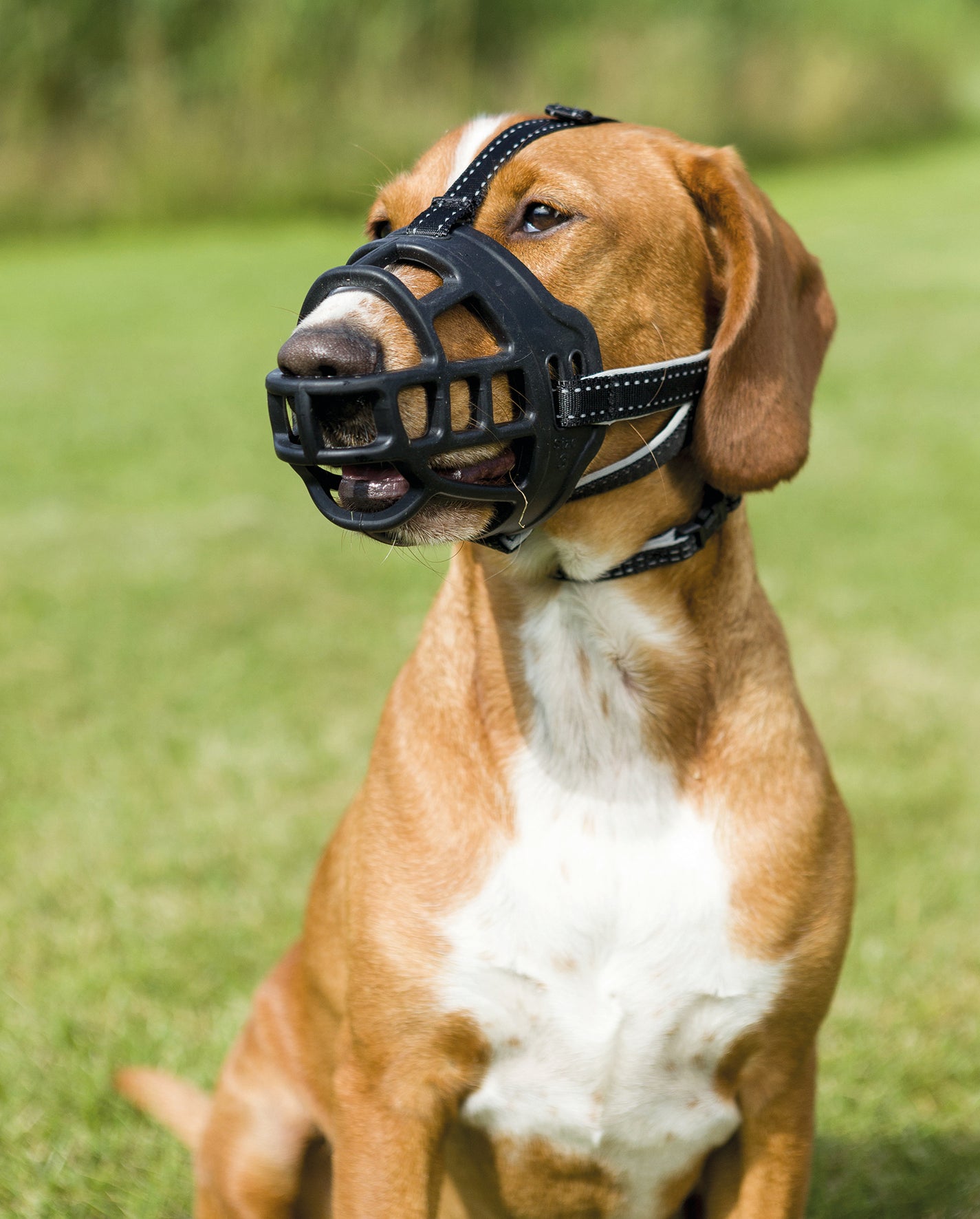 Trixie "Muzzle Flex" Maulkorb Gr. M-L | schwarz