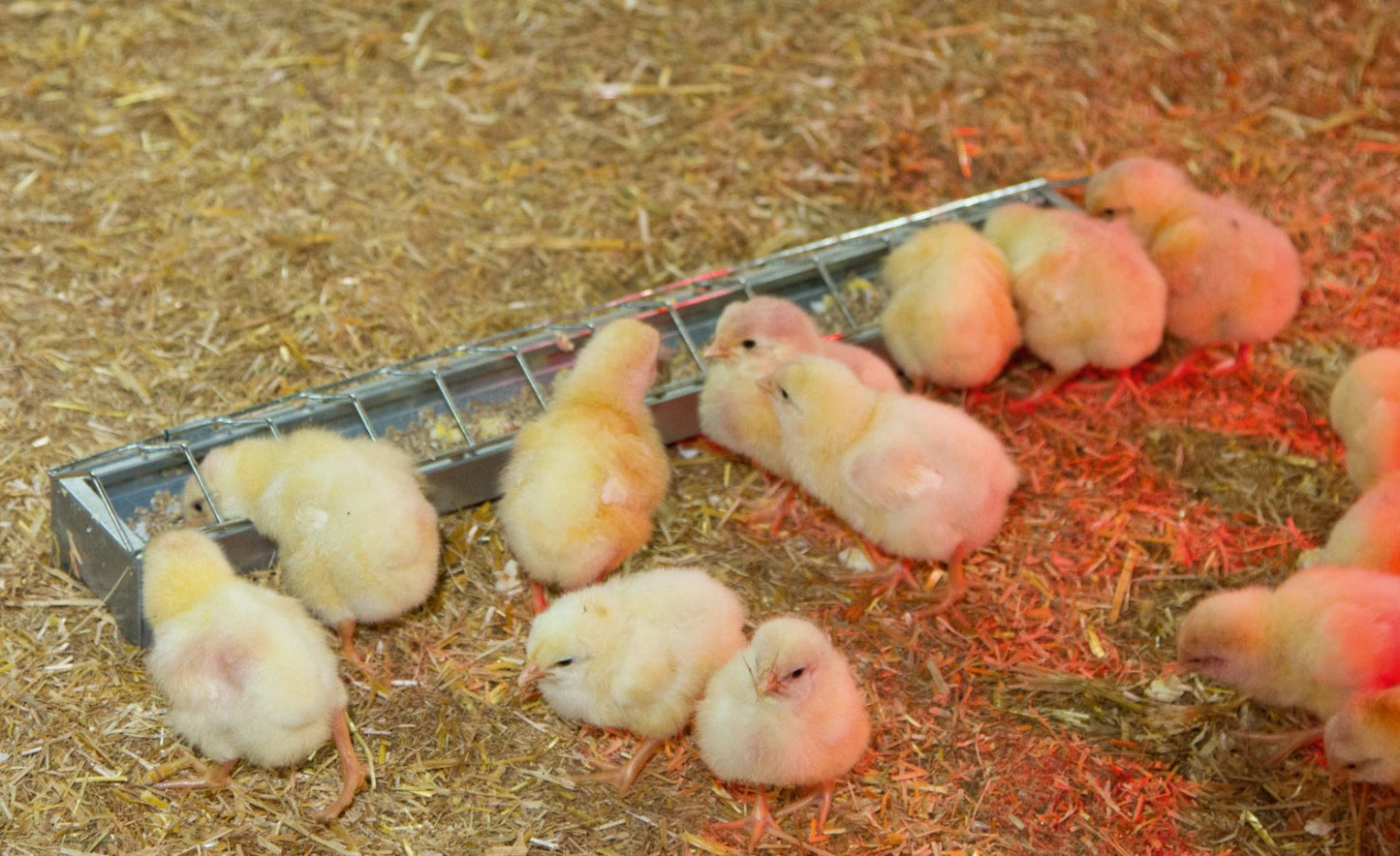 Kerbl Kükentrog verzinkt | 50cm