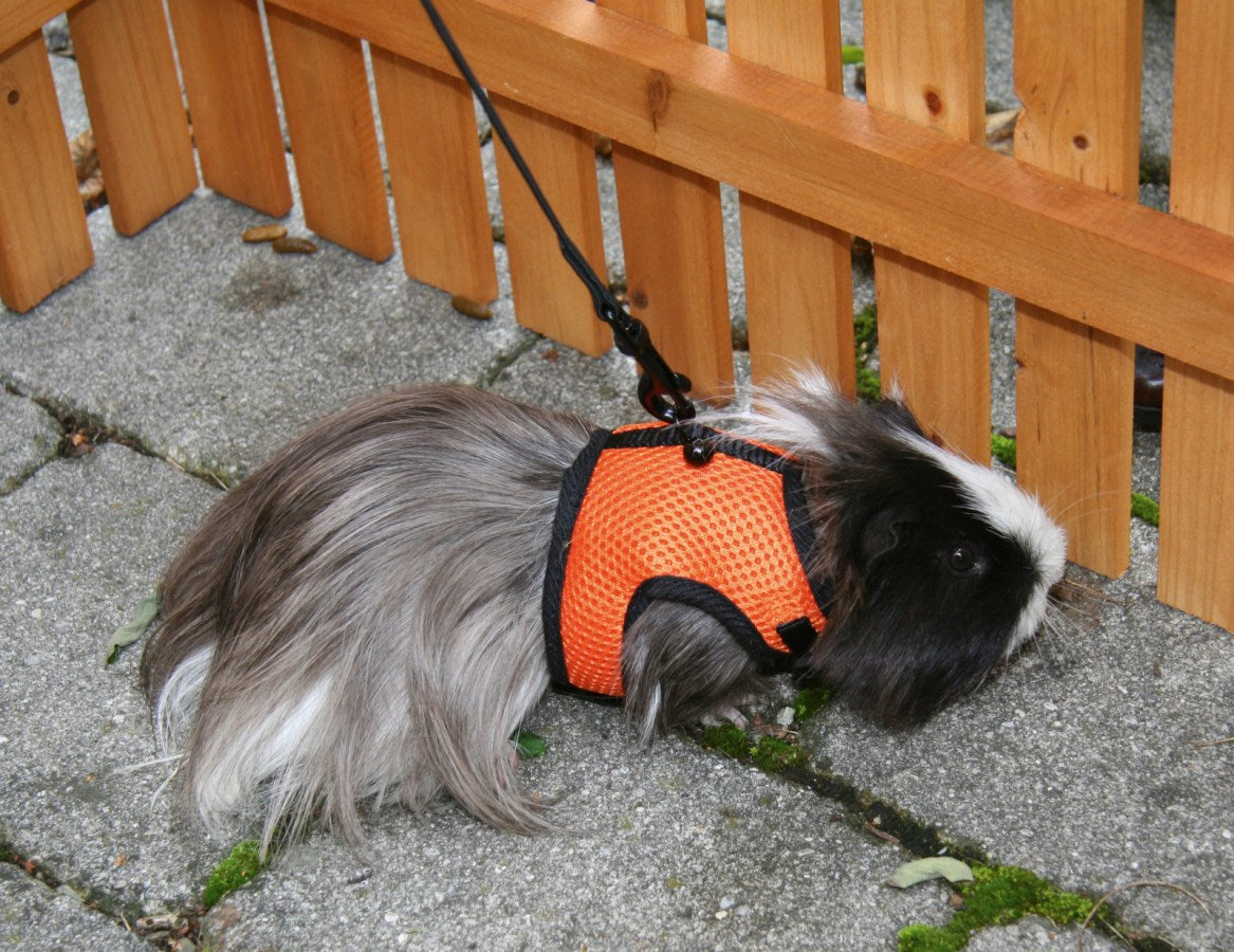 SPORT Meerschweinchengeschirr