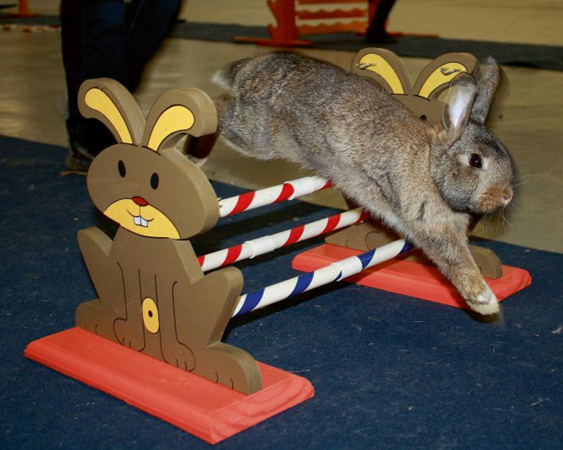 Kerbl Nagerhürde Agility | 62 x 33 x 34 cm