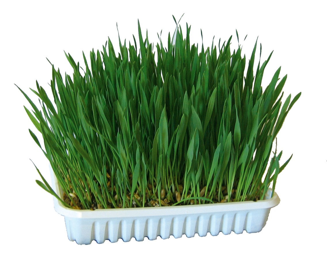 Kerbl Nagergras | 100 g