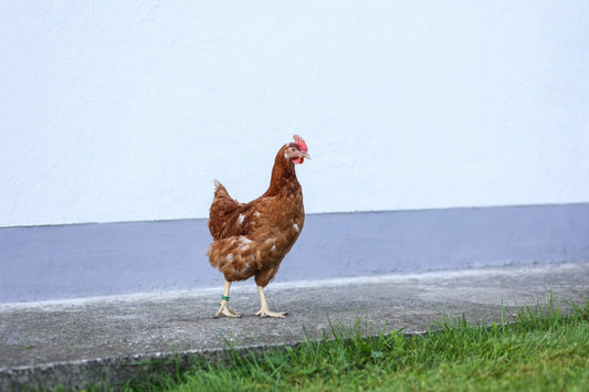 Kerbl Spiralringe rot | 16mm | 20 Stück