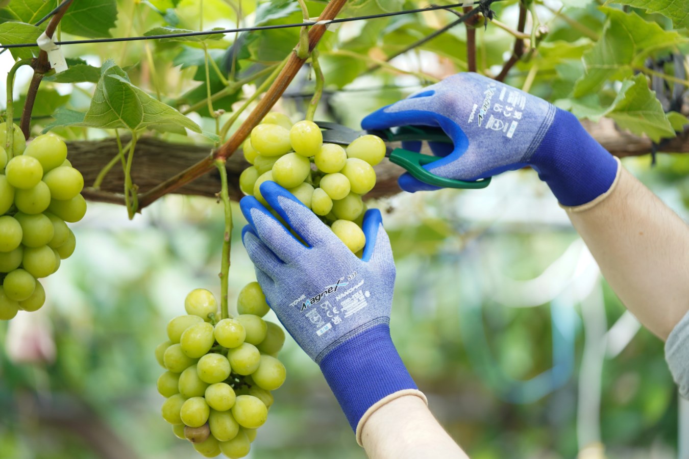 Kerbl Handschuh "MagneX 538" | Gr. 10 [XL]