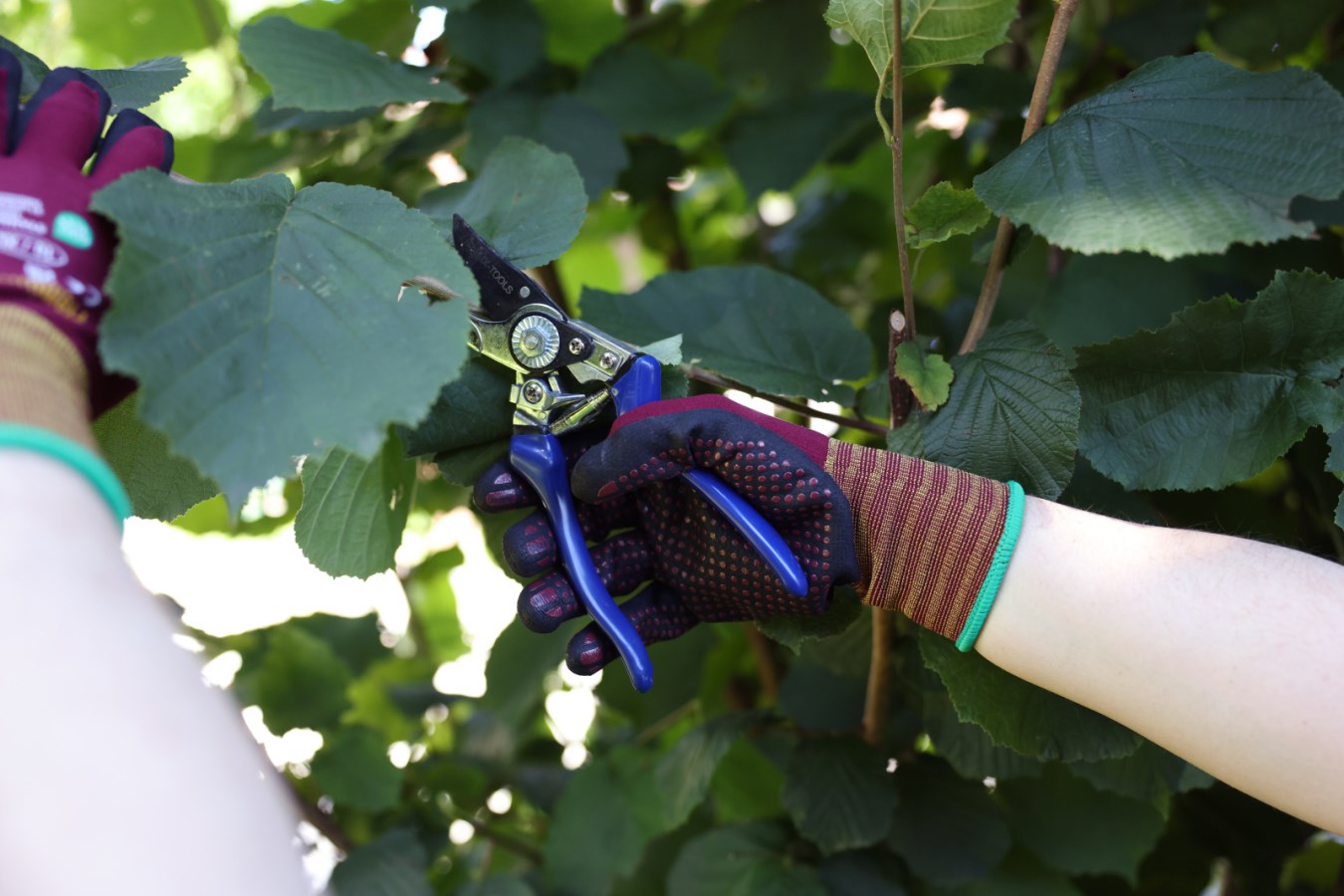 Kerbl Arbeitshandschuh "Premium Plus" | Gr. 8 [M]