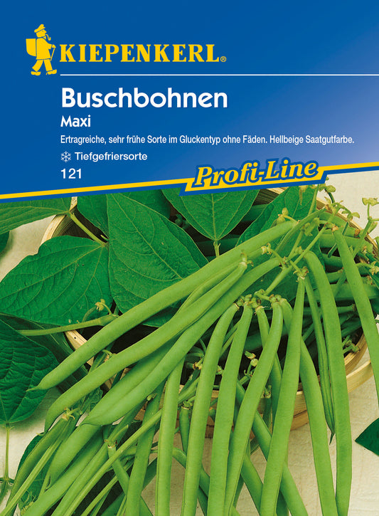 Buschbohne Maxi