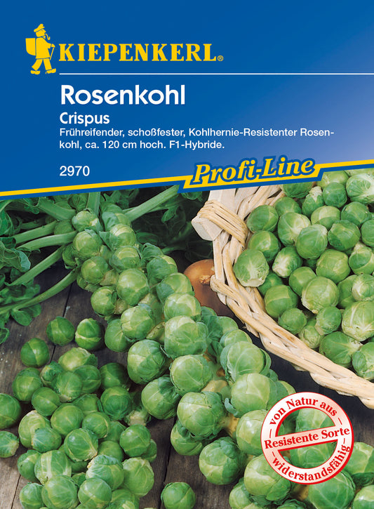 Rosenkohl Crispus