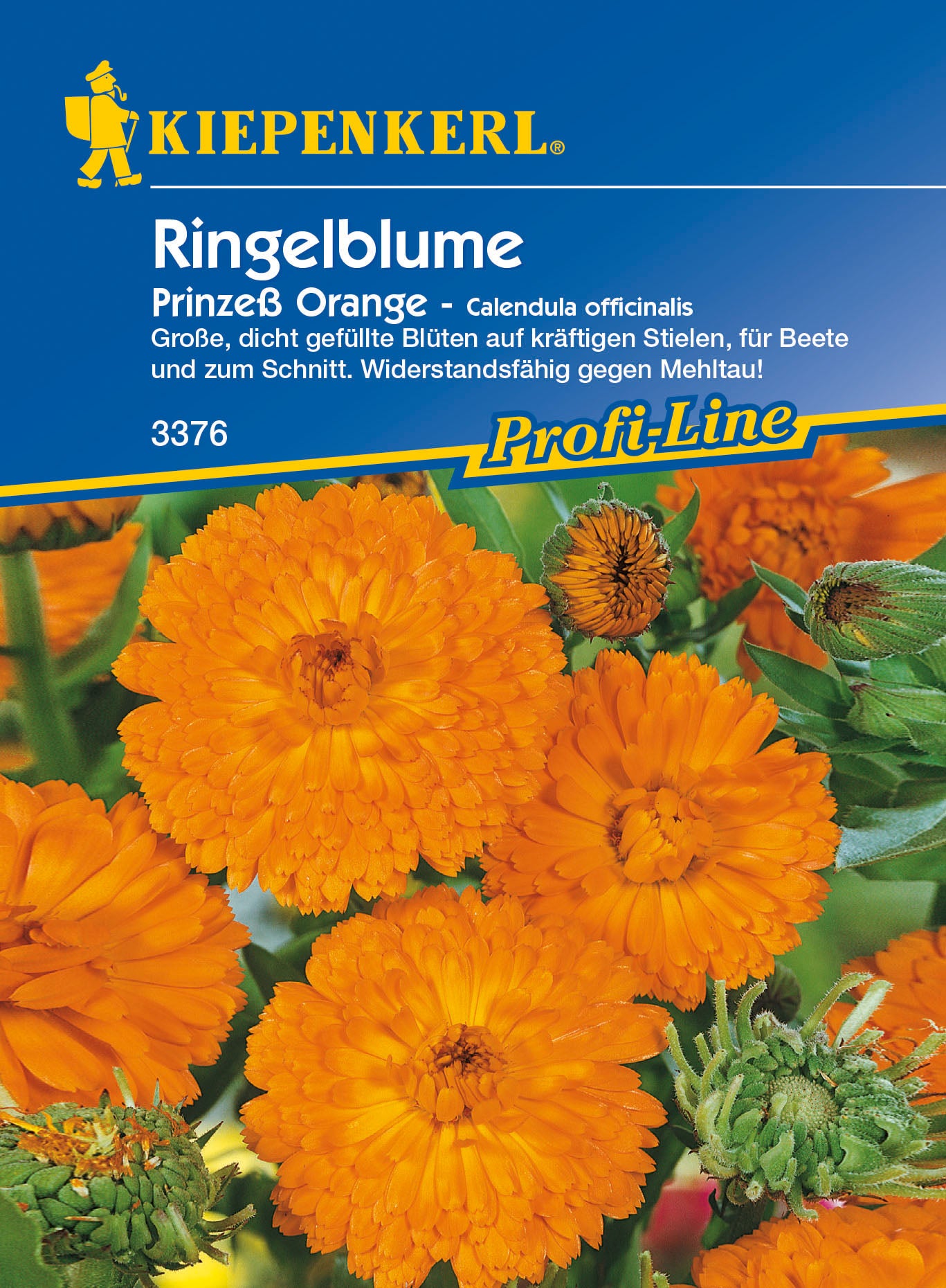 Ringelblume Prinzeß Orange