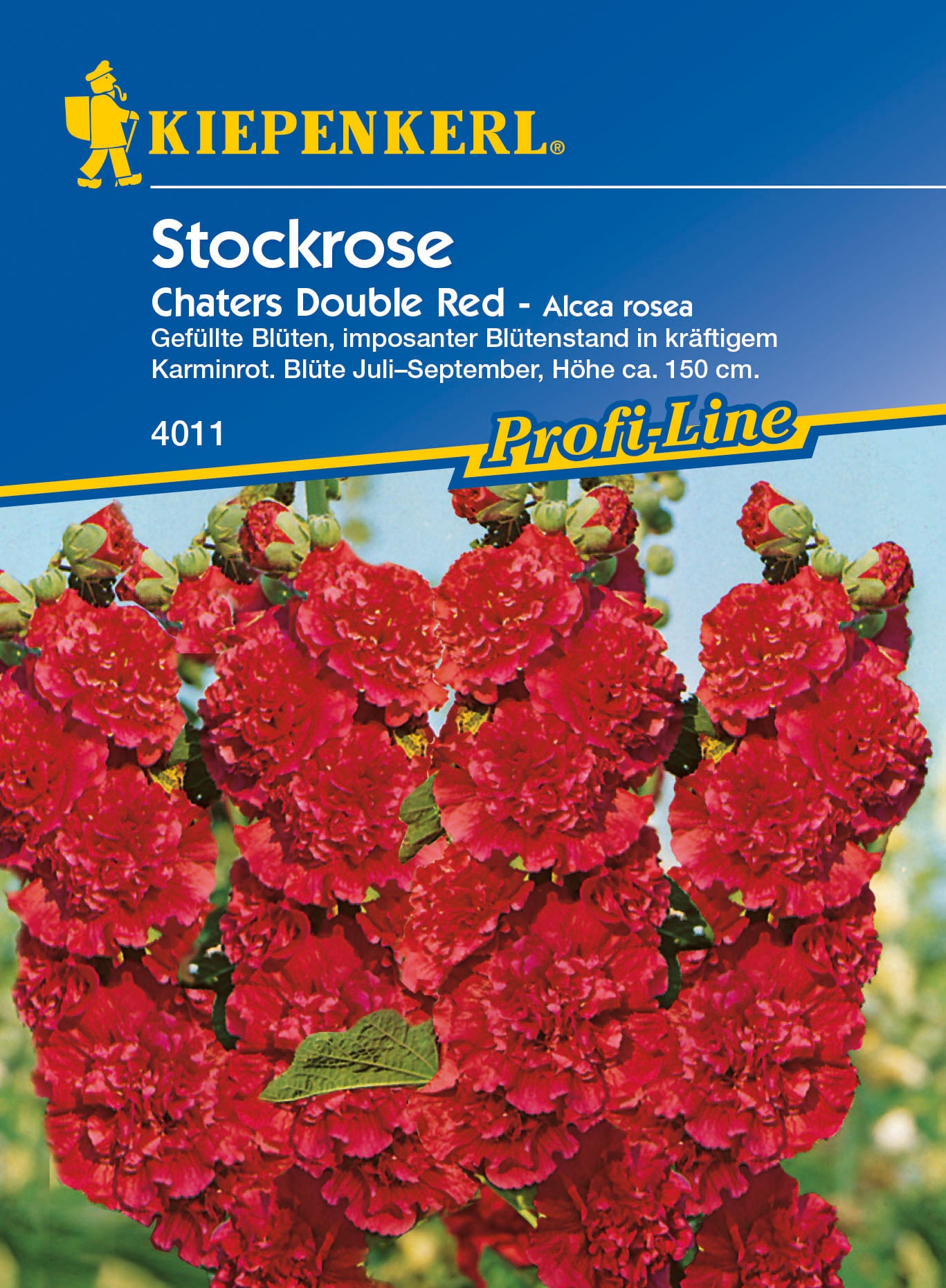 Stockrose Chaters Double Red