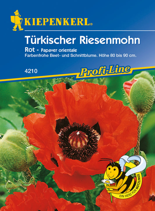 Türkischer Riesemohn Olympiafeuer