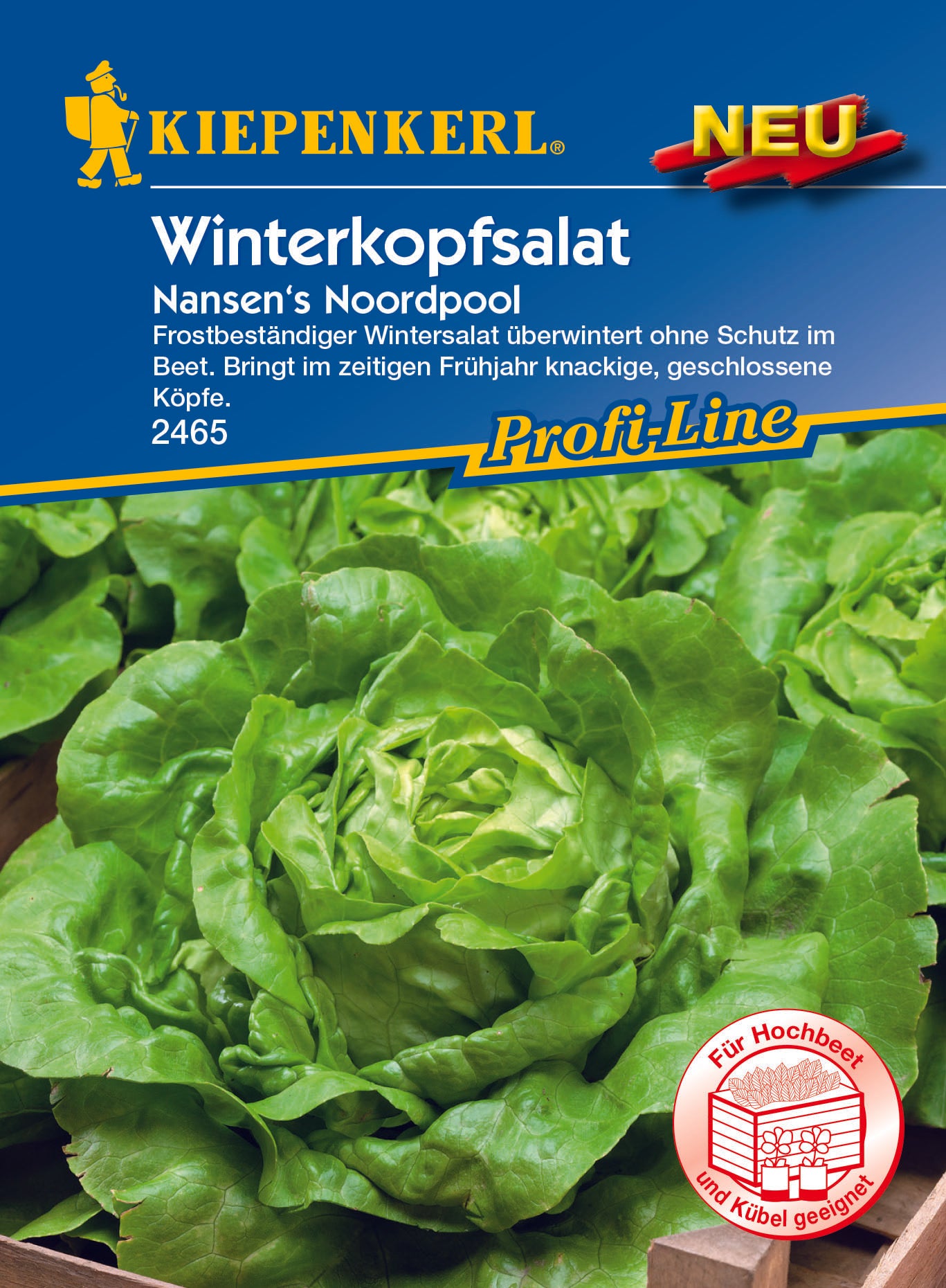 Winterkopfsalat