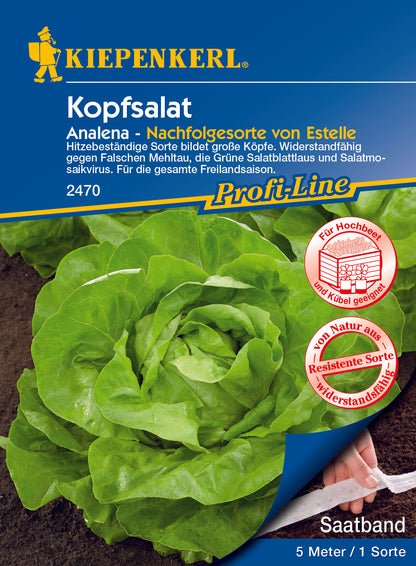 Kopfsalat Anale