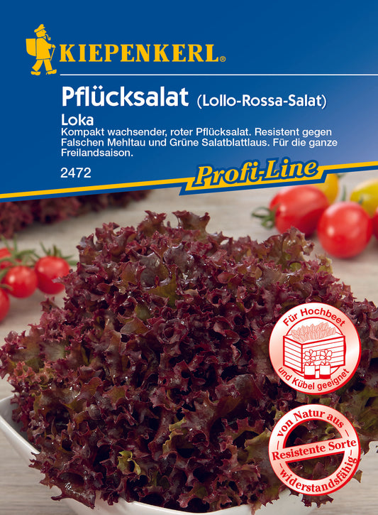 Pflücksalat Lok