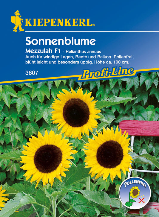 Sonnenblume Mezzulah