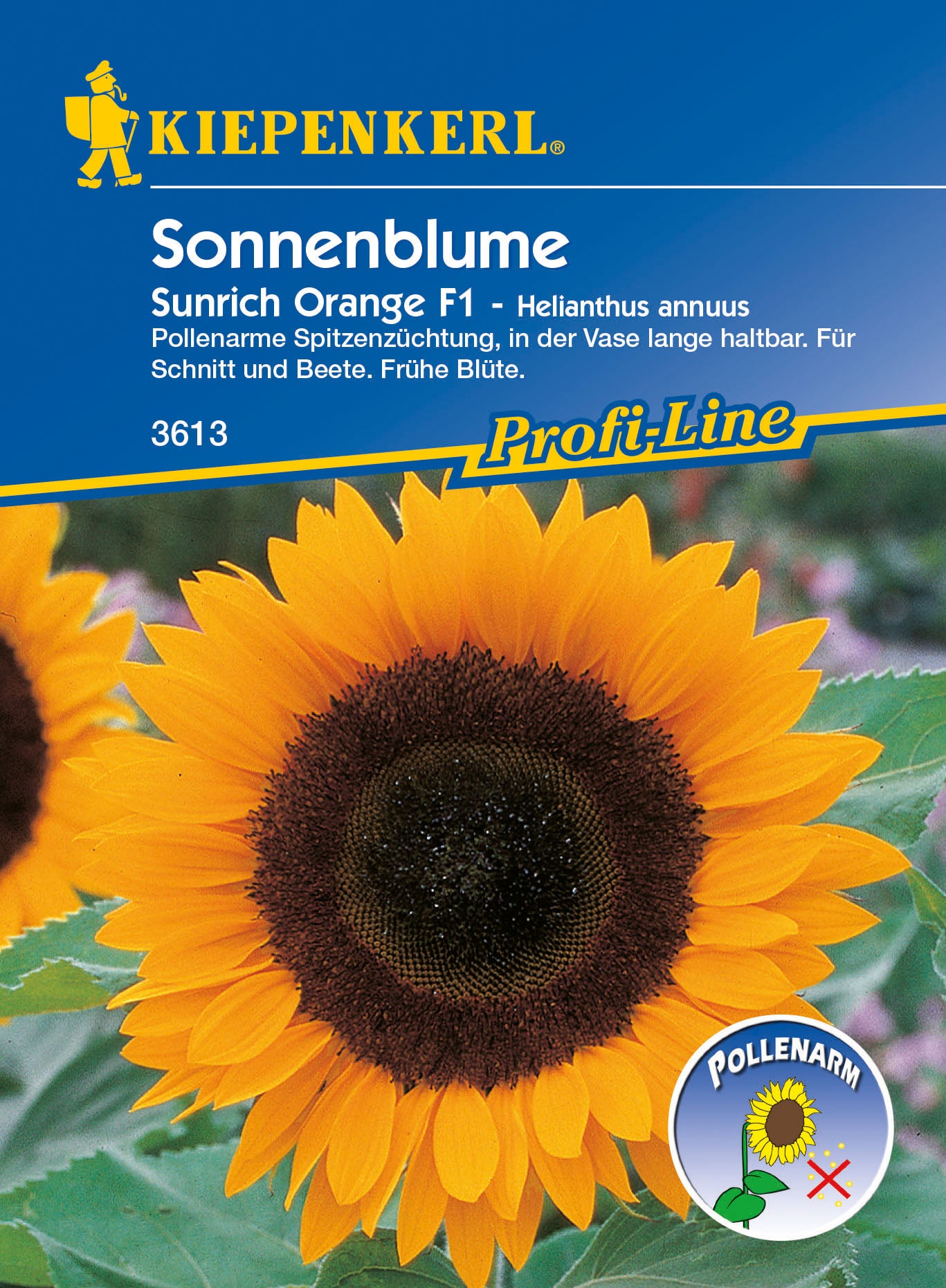 Sonnenblume Sunrich Orange