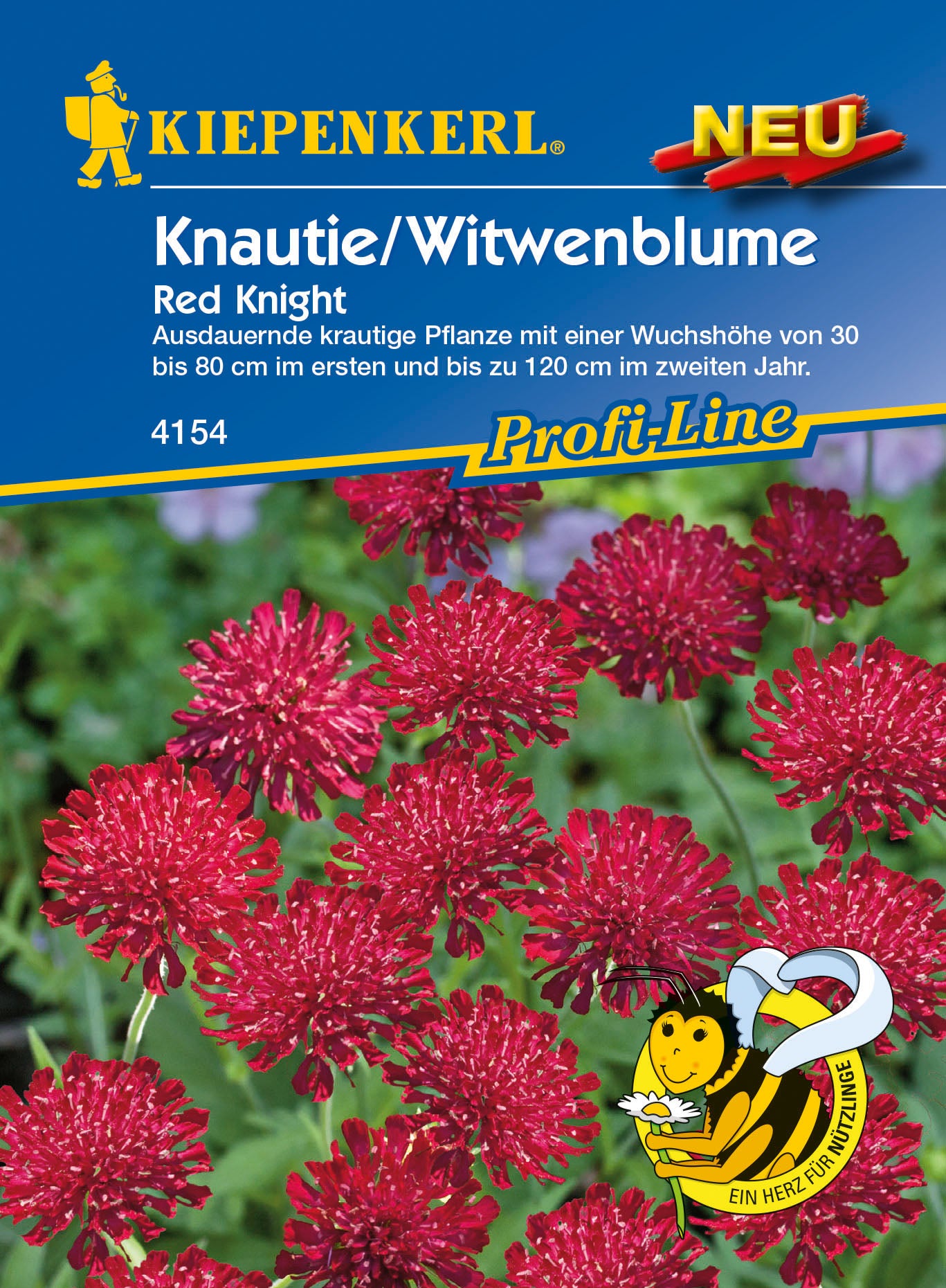 Knautie / Witwenblume Red Knight