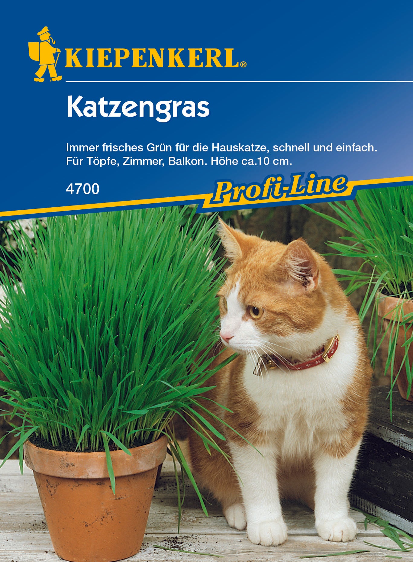 Katzengras