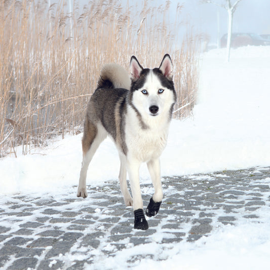 Pfotenschutz Walker Active, L, 2 St., schwarz