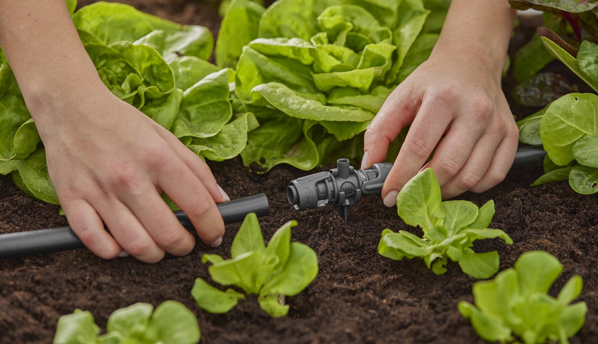 Micro-Drip-System T-Stück für Sprühdüsen