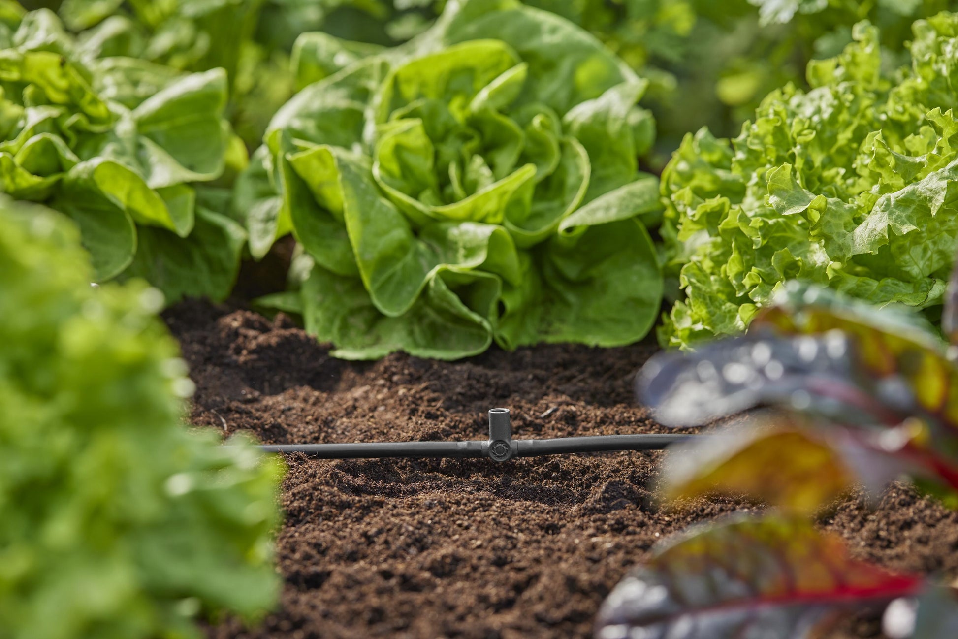 Micro-Drip-System T-Stück für Sprühdüsen