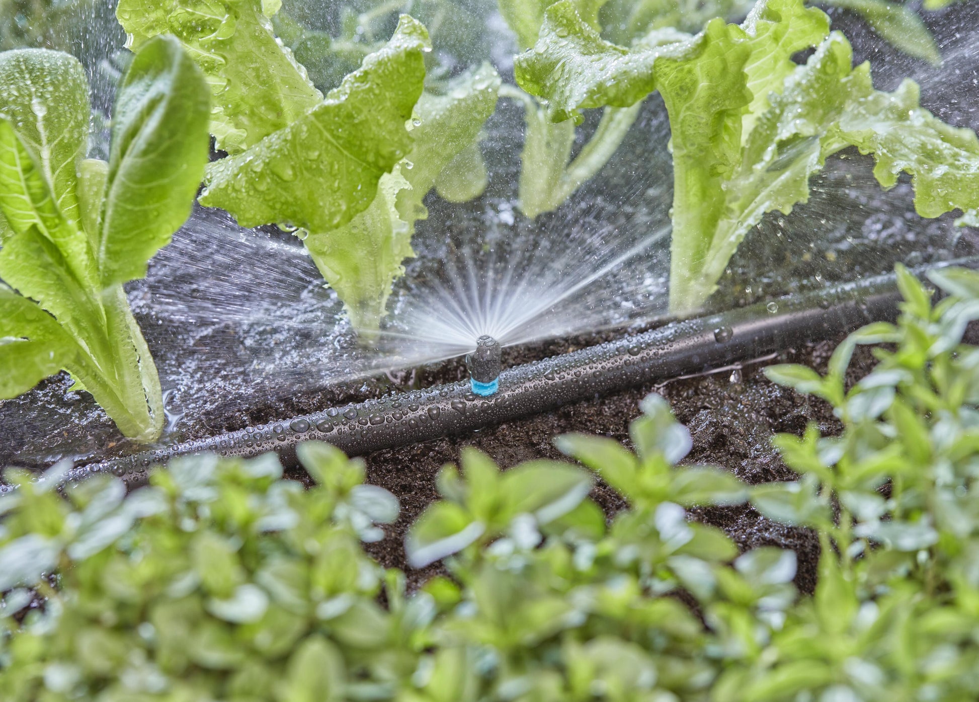 Micro-Drip-System Sprühdüse 180 Grad