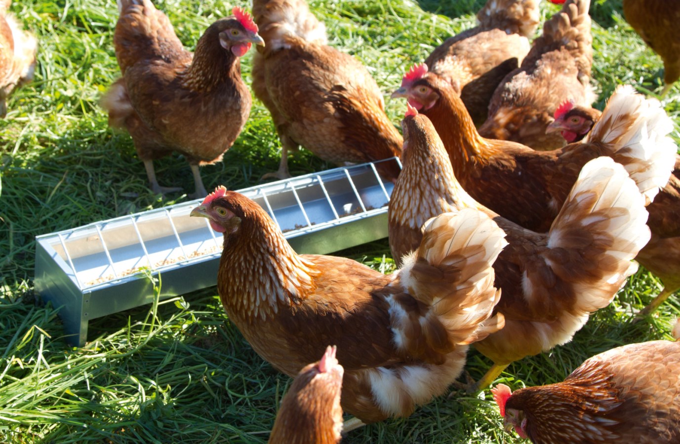 Kerbl Kükentrog verzinkt | 50cm