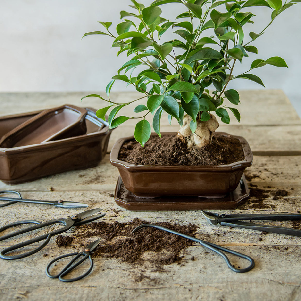 Esschert Bonsai Schale | rechteckig Gr. M
