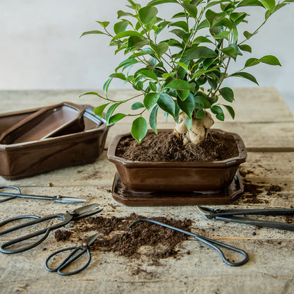 Esschert Bonsai Schale | rechteckig Gr. M