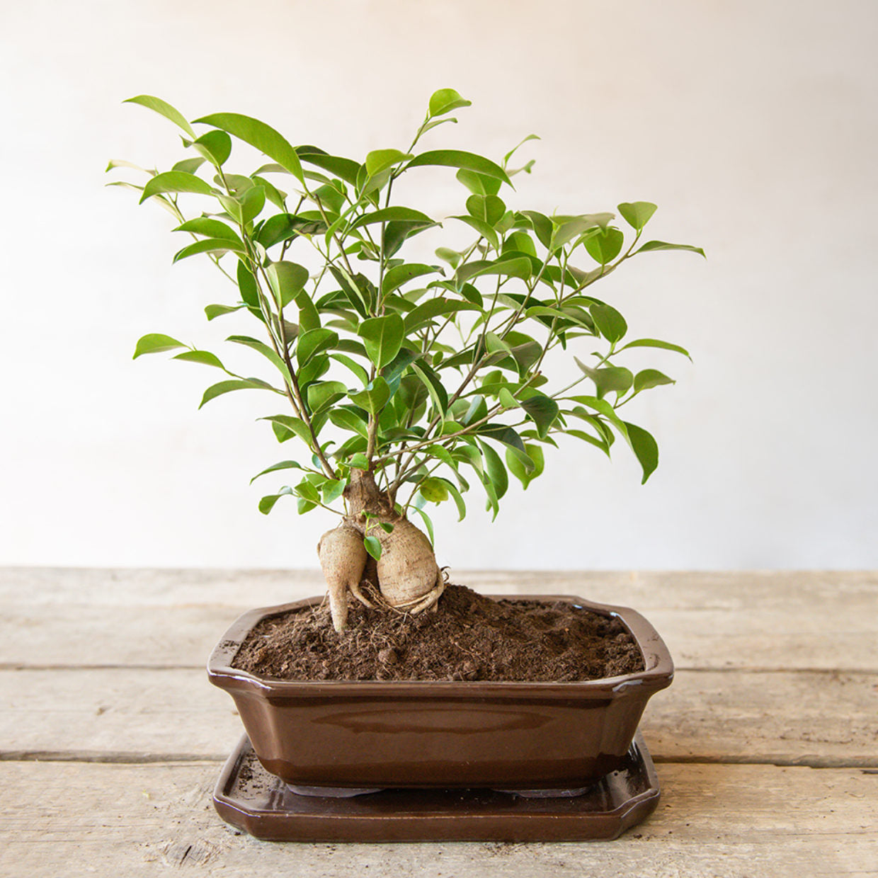 Esschert Bonsai Schale | rechteckig Gr. M