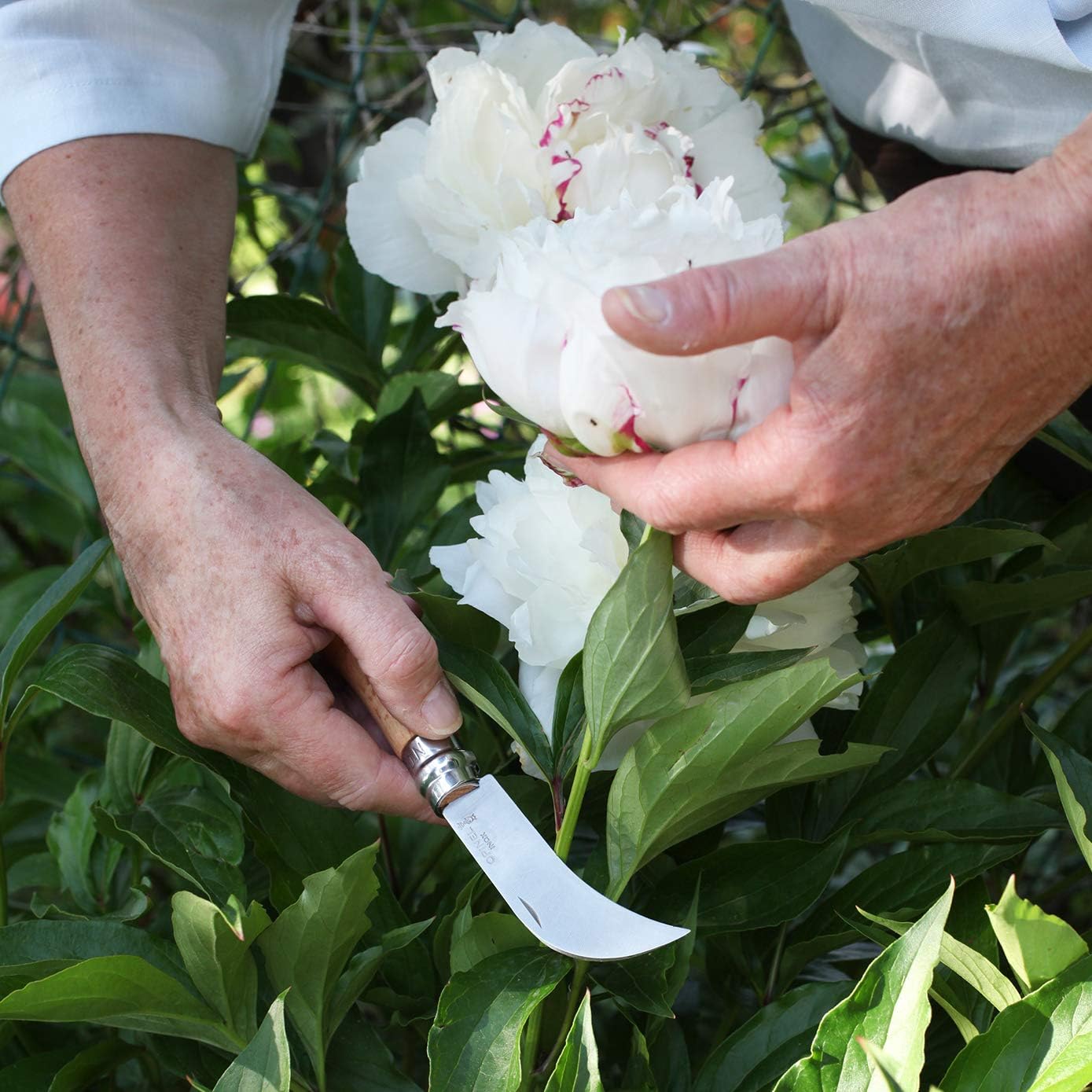 Opinel Nr.8 | Gärtnermesser